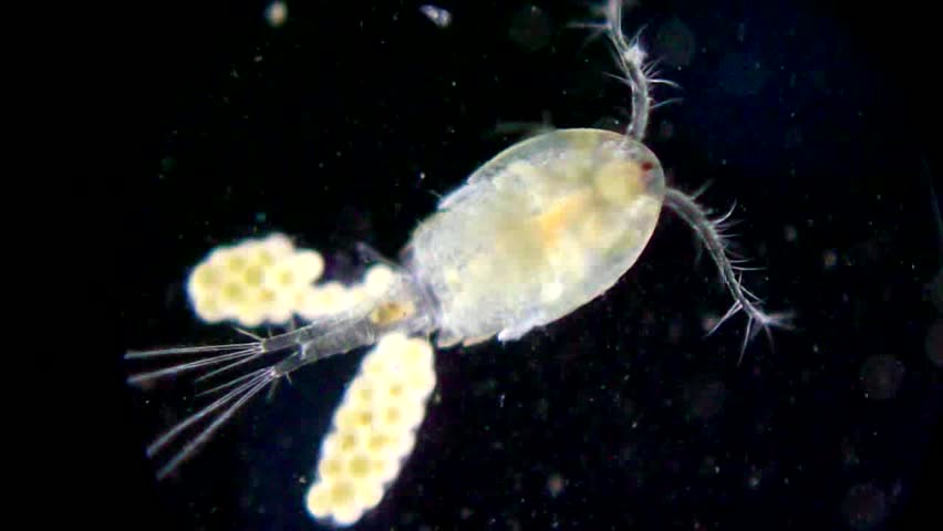 4k Green Plankton,transparent Cells,tiny Microbes. 0821_4k Stock ...