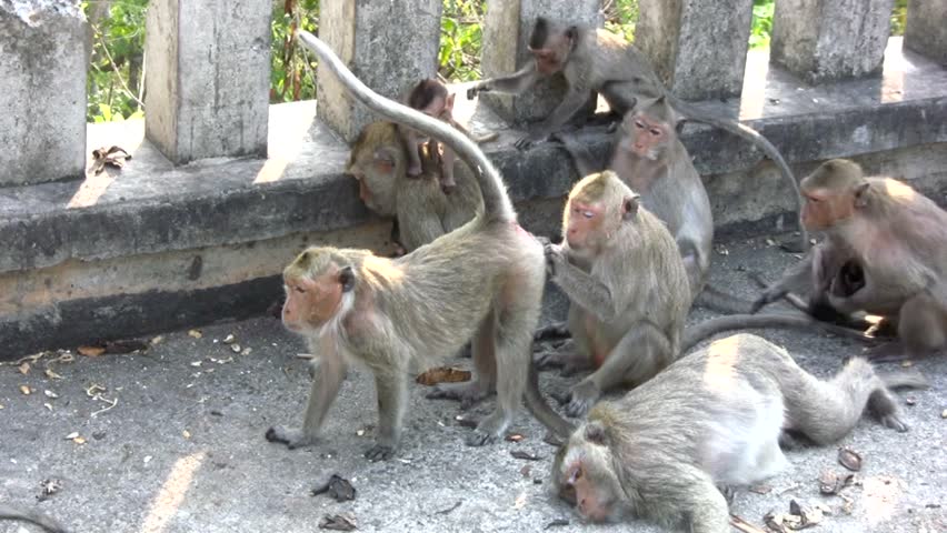 Long-tailed Macaque Monkey In Thailand Grooming Anotherâ s Backside ...