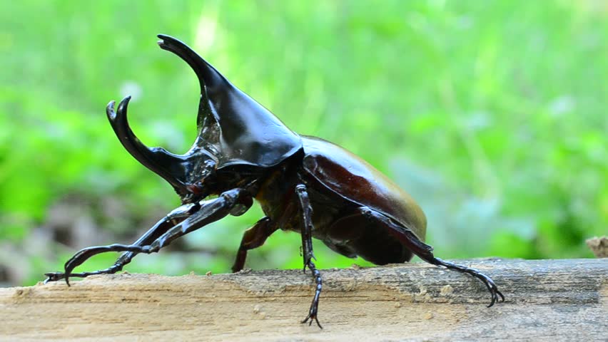 Male Siamese Rhinoceros Beetle, Xylotrupes Gideon Stock Footage Video ...