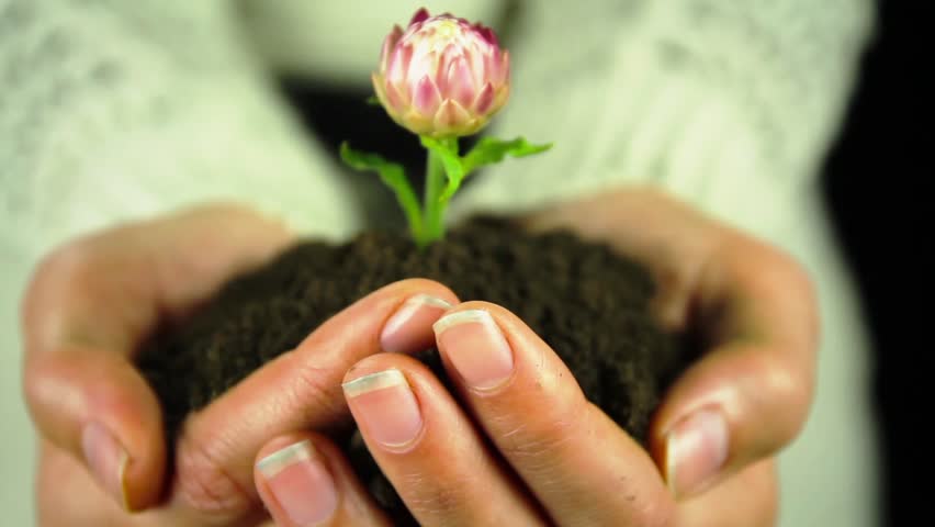 Hands Holding Plant Flower Ecology Green Earth Concept Stock Footage ...