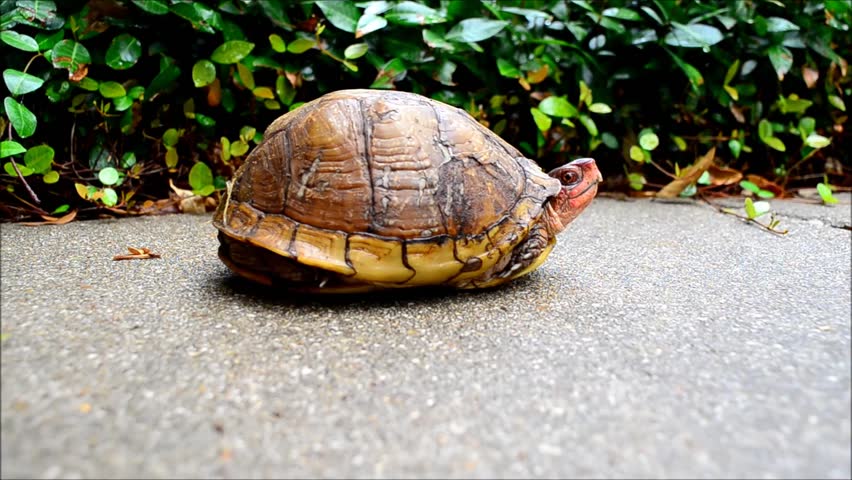 Turtle Coming Out Of Shell : Unlocking The Secrets: How To Get A Box ...