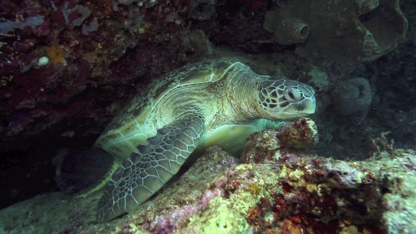 Giant Green Sea Turtle Resting In Reef Wall Underwater In Bunaken ...