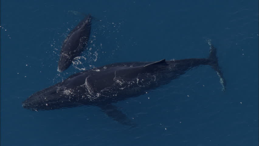 Blue Whale Ocean. Aerial Footage Of A Large Blue Whale Floating In The ...