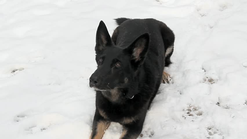 Black And Tan Female German Shepherd In A Down Stay Looks Up And Alert ...