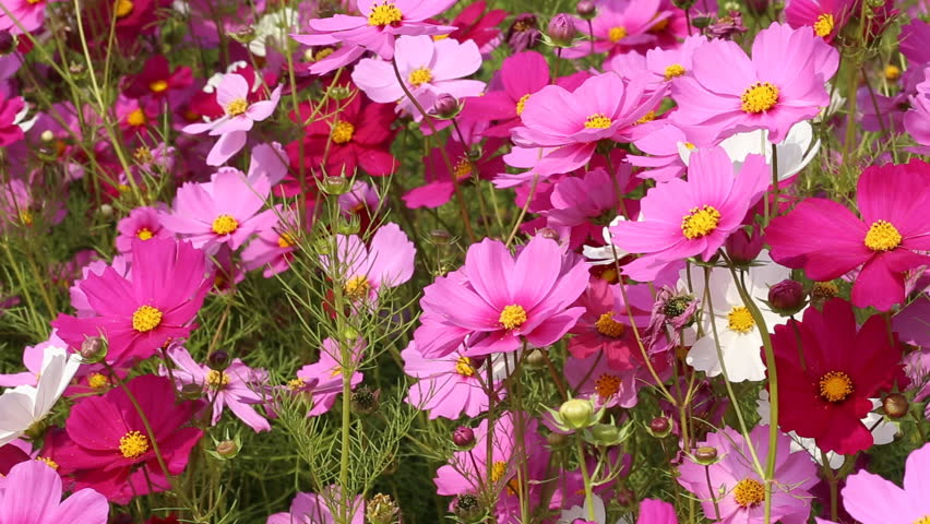 beautiful cosmos flower in field with wind blow - HD stock footage clip