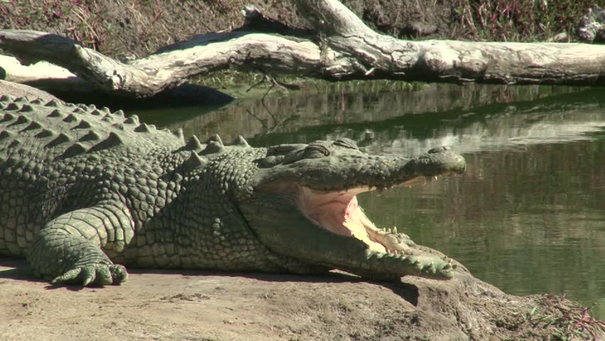 Injured Crocodile With His Mouth Opened Stock Footage Video 5683481 ...