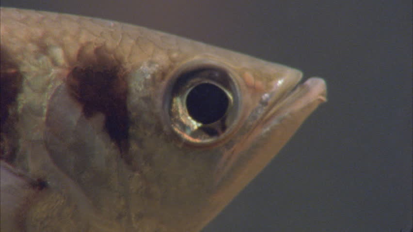 Archer Fish Facing Camera, Eye, Scales, Fin Stock Footage Video 5733605 ...