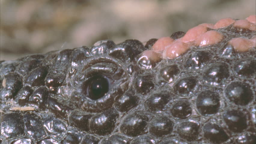 Gila Monster Eyes And Scales Stock Footage Video 5753189 - Shutterstock