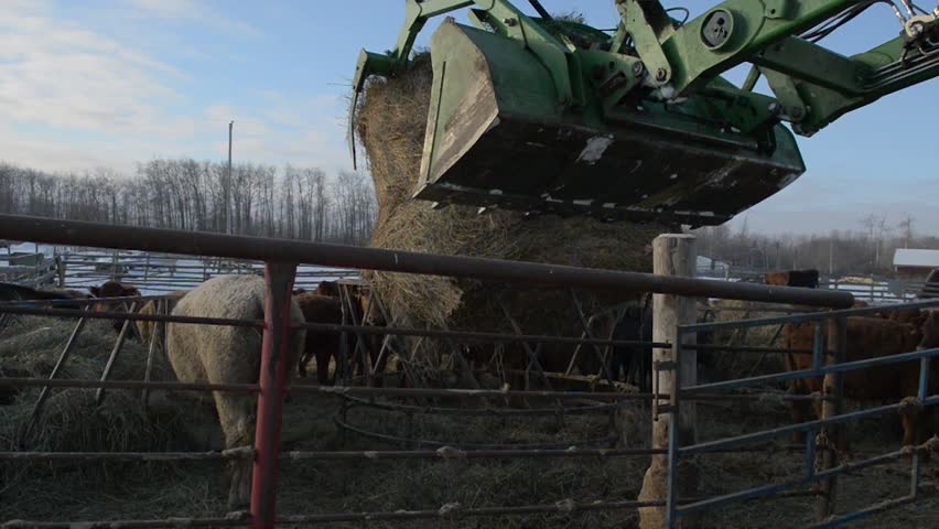 Tractor Feeding Cattle Winter Stock Footage Video 5805038 - Shutterstock