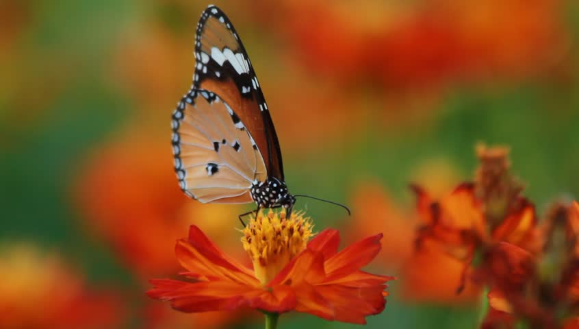 Butterfly To Drink Nectar On The Flower Stock Footage Video 6364220 ...