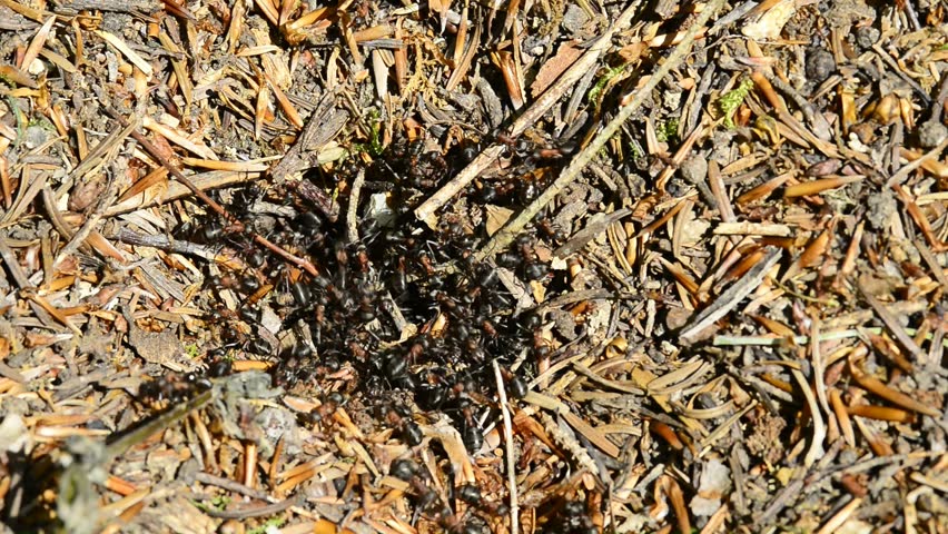 Ants Running On A Heap Stock Footage Video 6368792 - Shutterstock