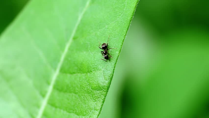 Closup Of Black Ant Eating On A Green Leaf Stock Footage Video 6387200 ...