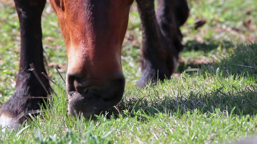 Close-up Of Horse Muzzle Feeding Green Grass On Pasture Stock Footage ...