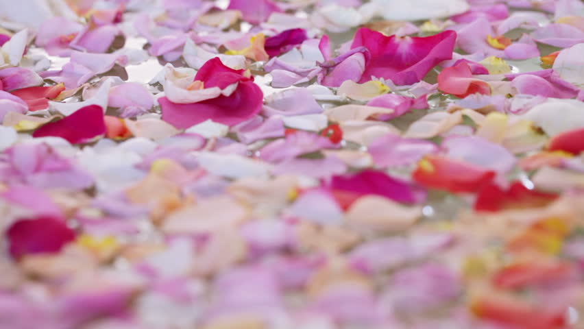 Floating On Water Glowing Rose Petals Stock Footage Video 6624494 ...