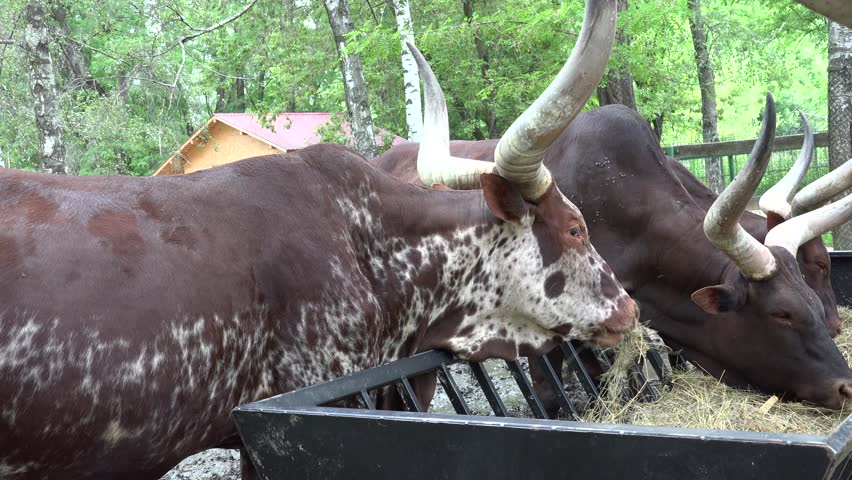 Ultra HD 4K Ankole Watusi Bulls, Longhorn Cattle Feeding, Eating Forage ...