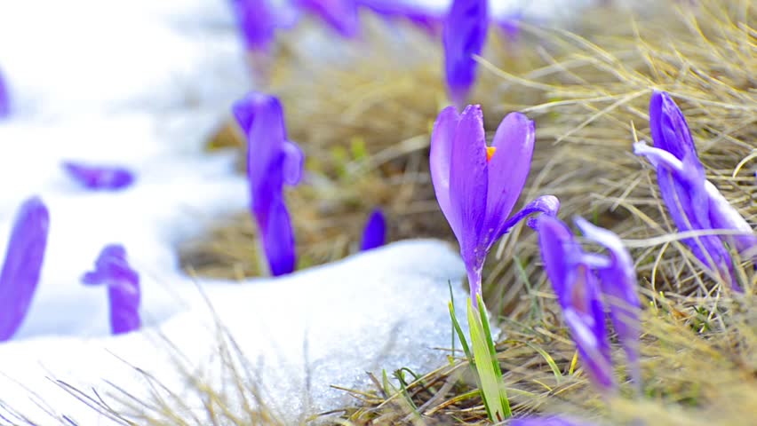 Melting Snow And Spring Flowers, 4K Time-lapse Stock Footage Video ...