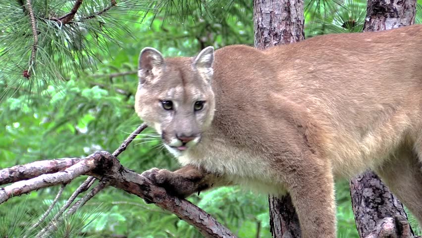 A Hot Cougar Close Up Face Forward Stock Footage Video 6789433 ...