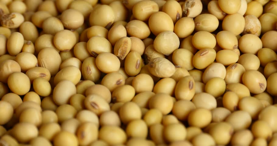 4k Soybean Beans Closeup,seeds Food Raw Material,delicious Dishes Seed ...