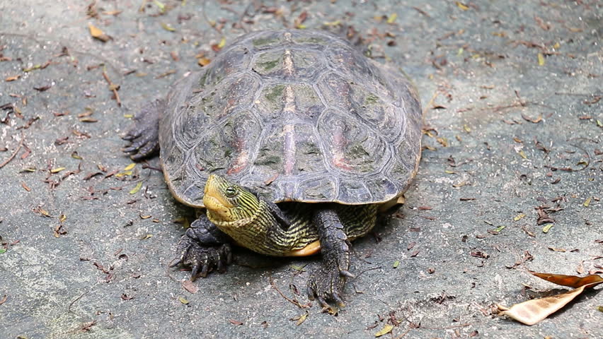 Turtle Hide Head (2 Shots) Stock Footage Video 7336264 - Shutterstock