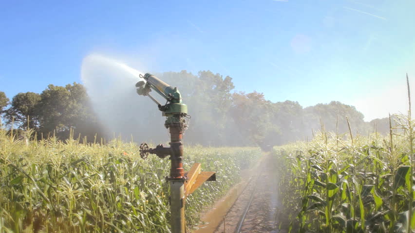 Crop Irrigation Using The Rain Gun Sprinkler System. Agricultural ...