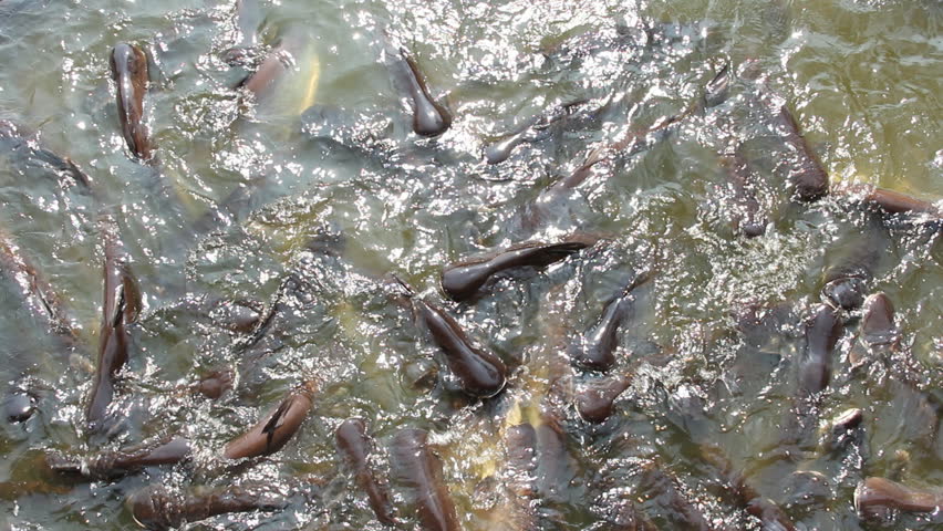 Catfish Feeding In The Pond Stock Footage Video 7571263 - Shutterstock