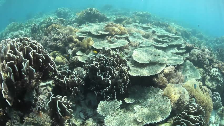 Warm, Clear Water Bathes A Beautiful Coral Reef In Komodo National Park ...