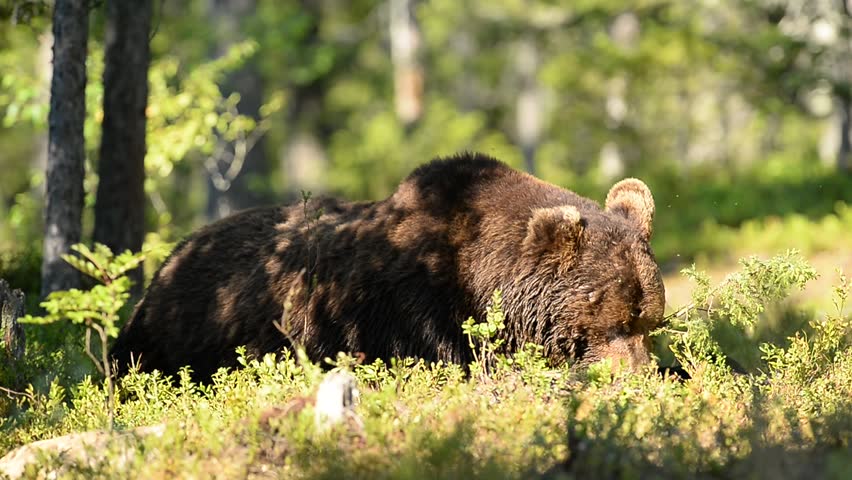 Bear Lying In The Forest And Eating Blueberries Stock Footage Video ...