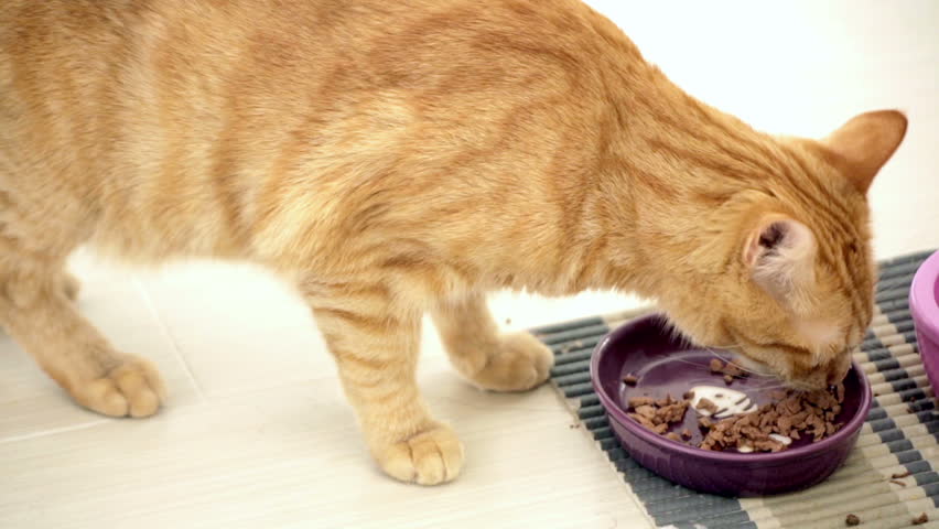 Cat Eats - Orange Tabby Kitty Cat Eating From Food Bowl Stock Footage ...