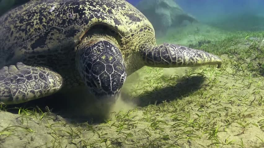 Turtle Eating Sea Grass , Marsa Alam, Red Sea Stock Footage Video ...