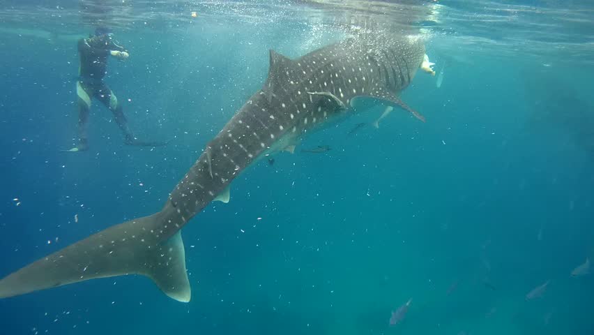 Two Whales Shark (Rhincodon Typus) Eating Krill Below The Water Surface ...