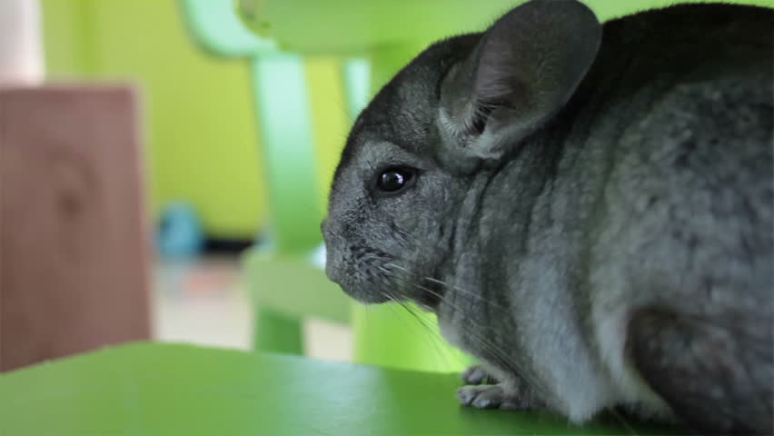 Grey Chinchilla Sitting On Green Chair Stock Footage Video 8665240 ...