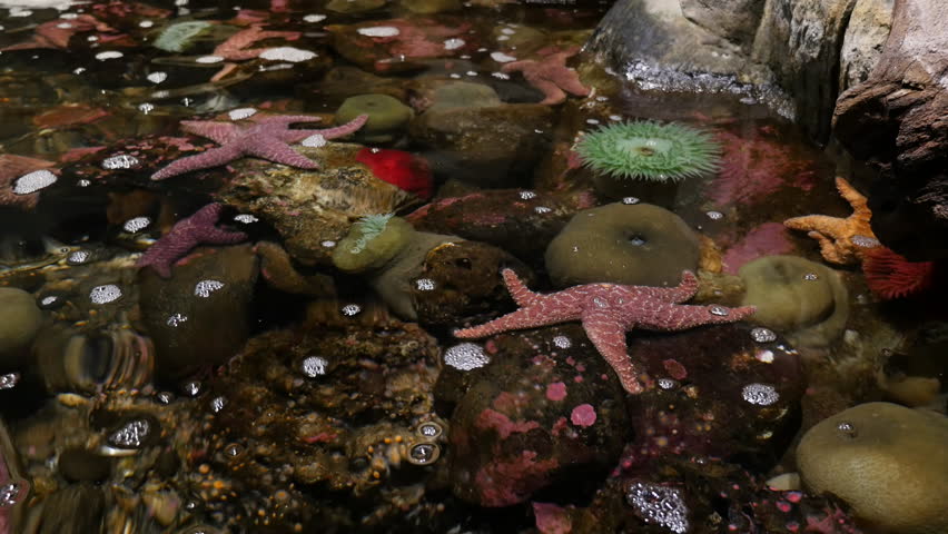 Closeup Of Tide Pool With Starfish And Anenome Stock Footage Video ...