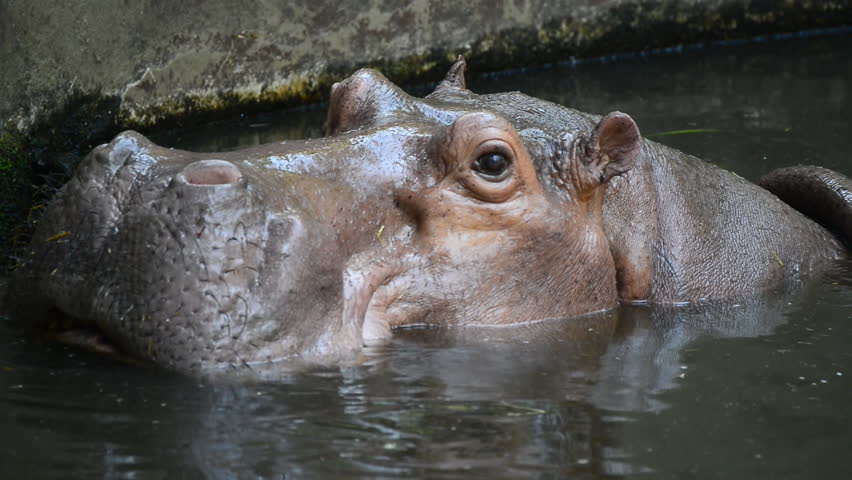 Hippos Swimming In The Water Stock Footage Video 11669939 - Shutterstock