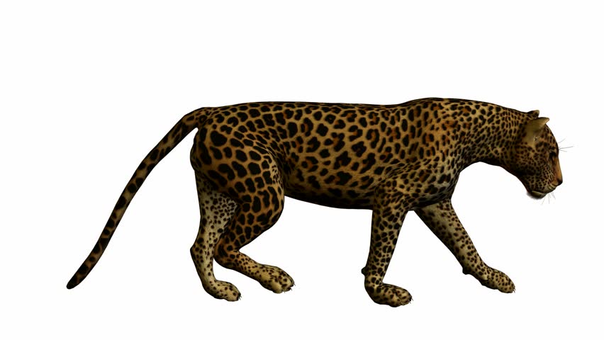 Leopard Walking On A White Background Stock Footage Video 940141 ...