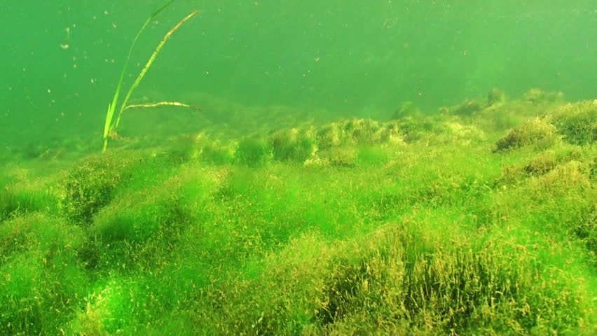 Underwater Footage. View From The Bottom Of The Mountain Lake Covered ...