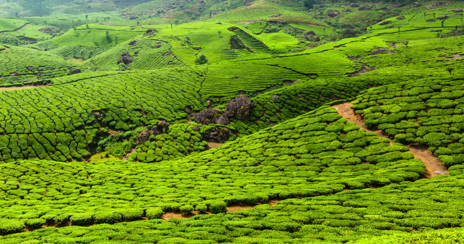 4k Timelapse Of Green Tea Plantations In Munnar, Kerala, India Stock ...