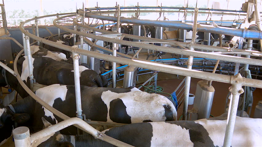 Cows On A Indoor Farm - Milking Stock Footage Video 9715616 - Shutterstock